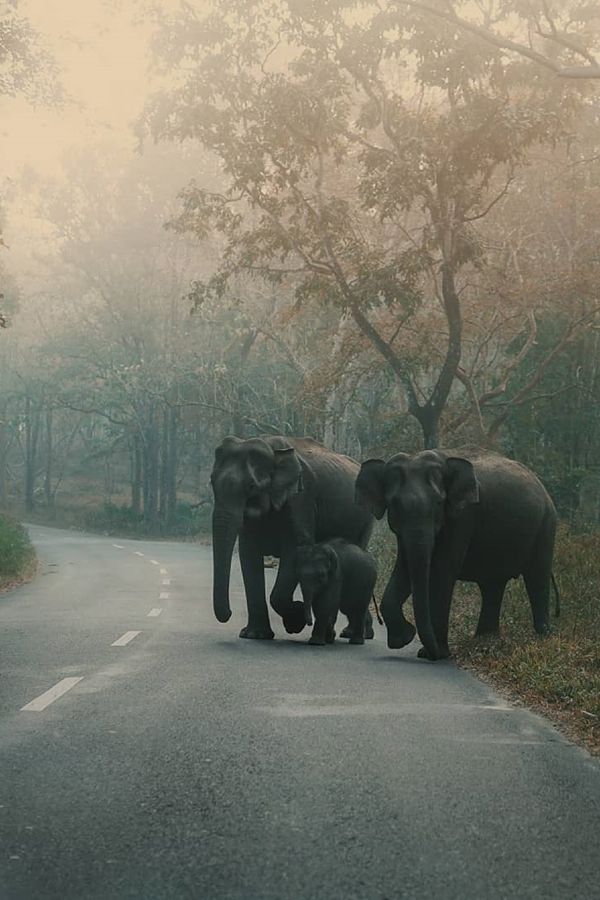 Elephants in Bandipur Wayanad by thanujmathew